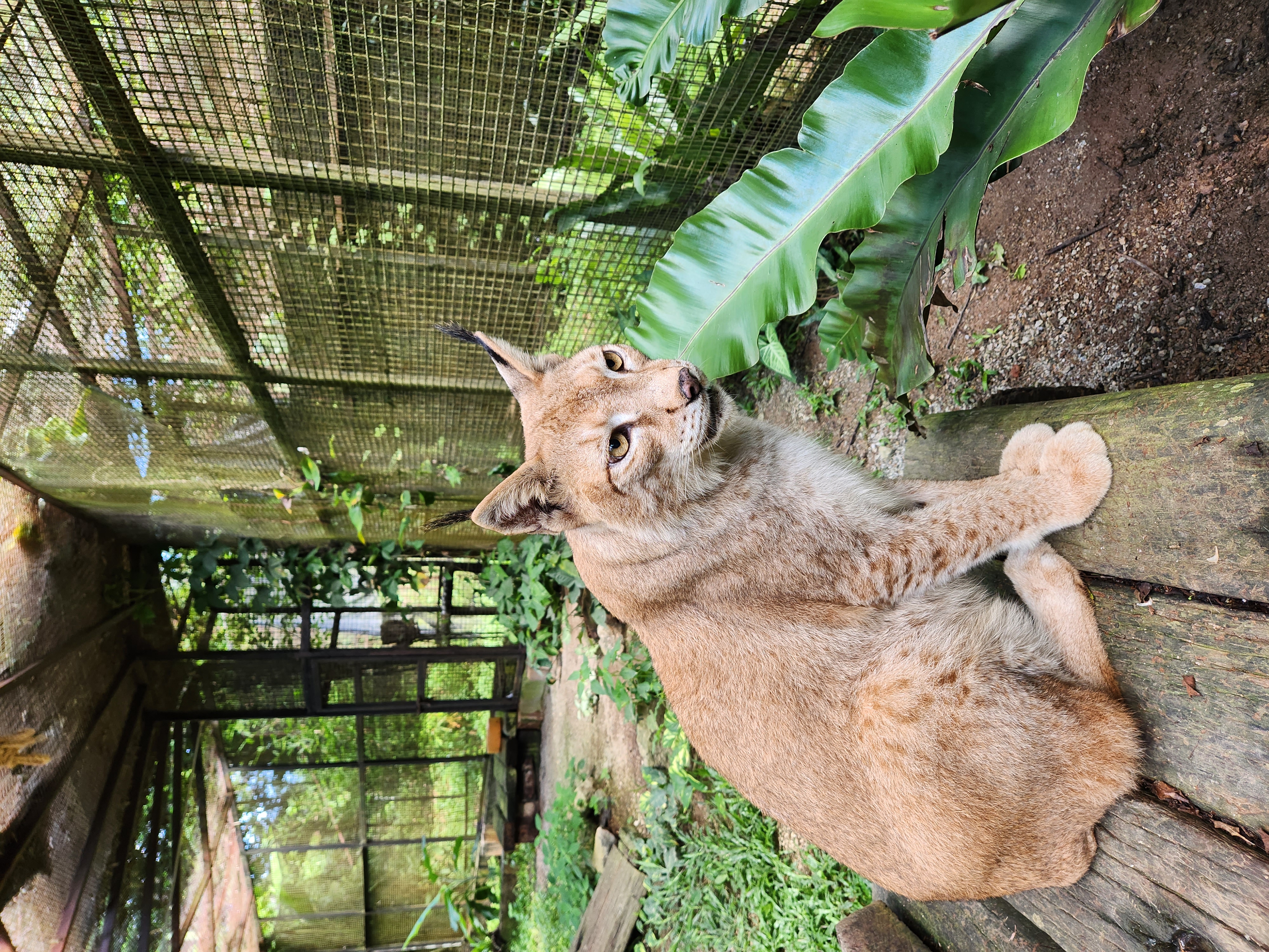Eurasian Lynx
