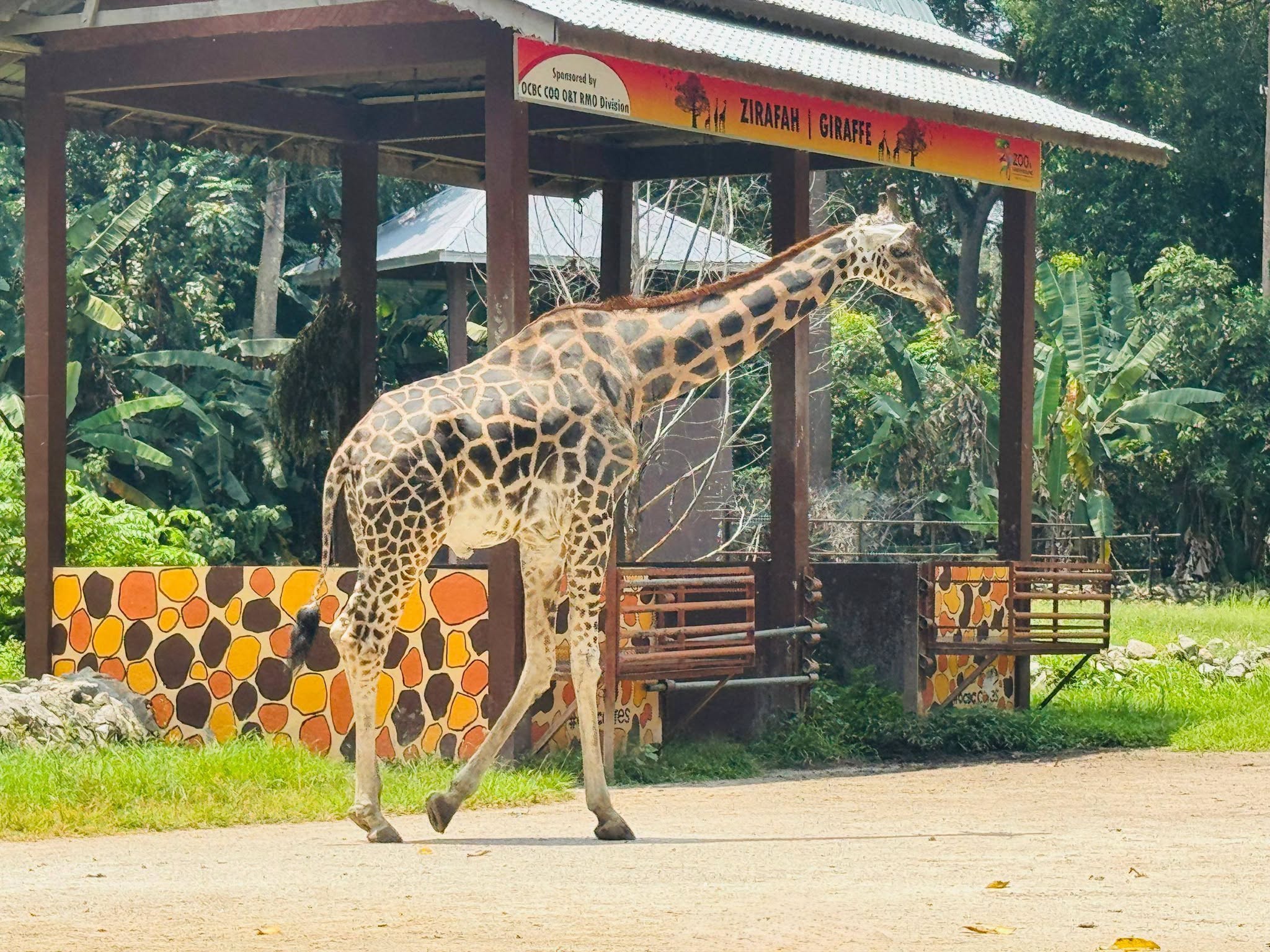 Adopt an Animal