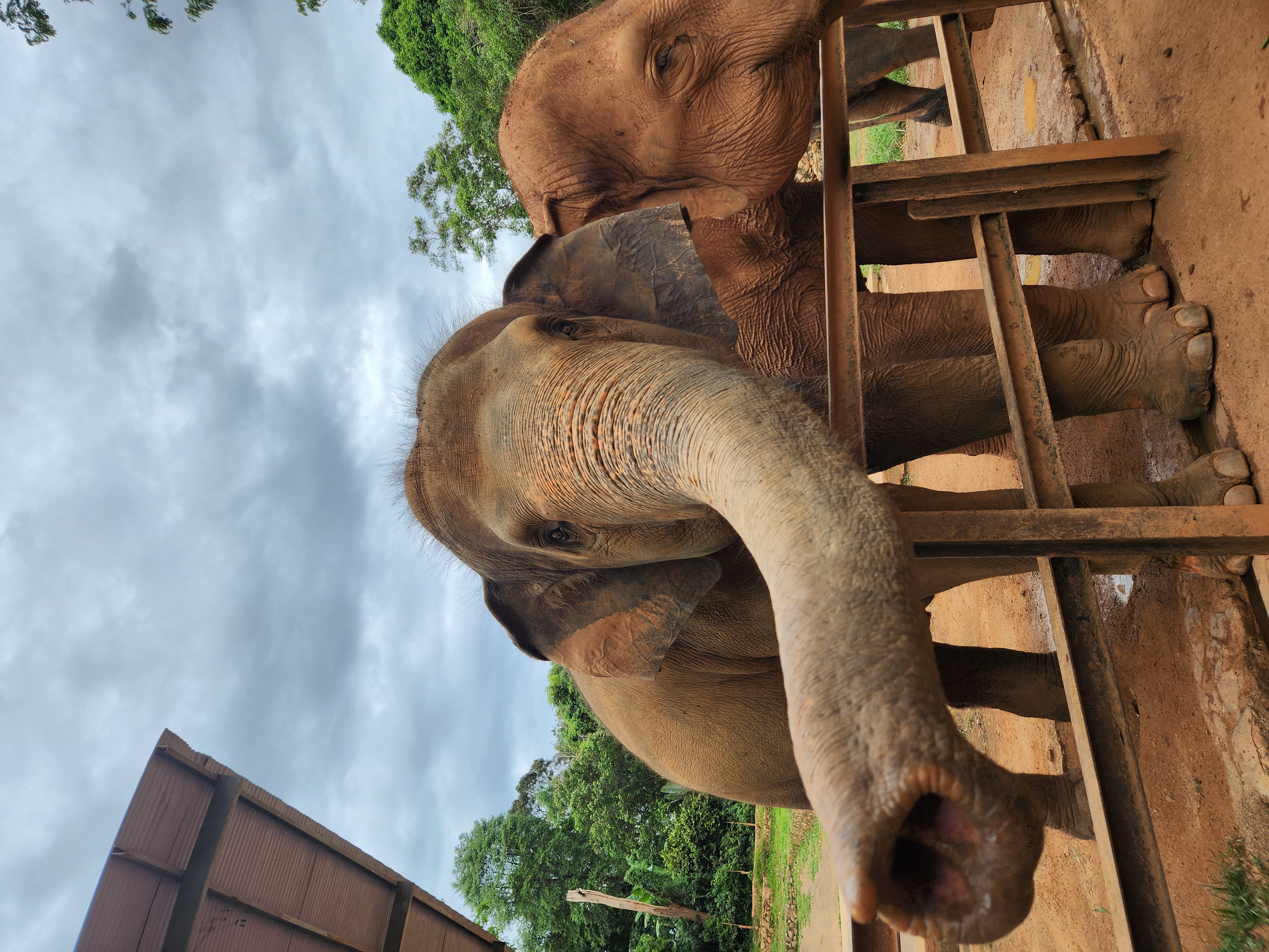 Gajah Asia