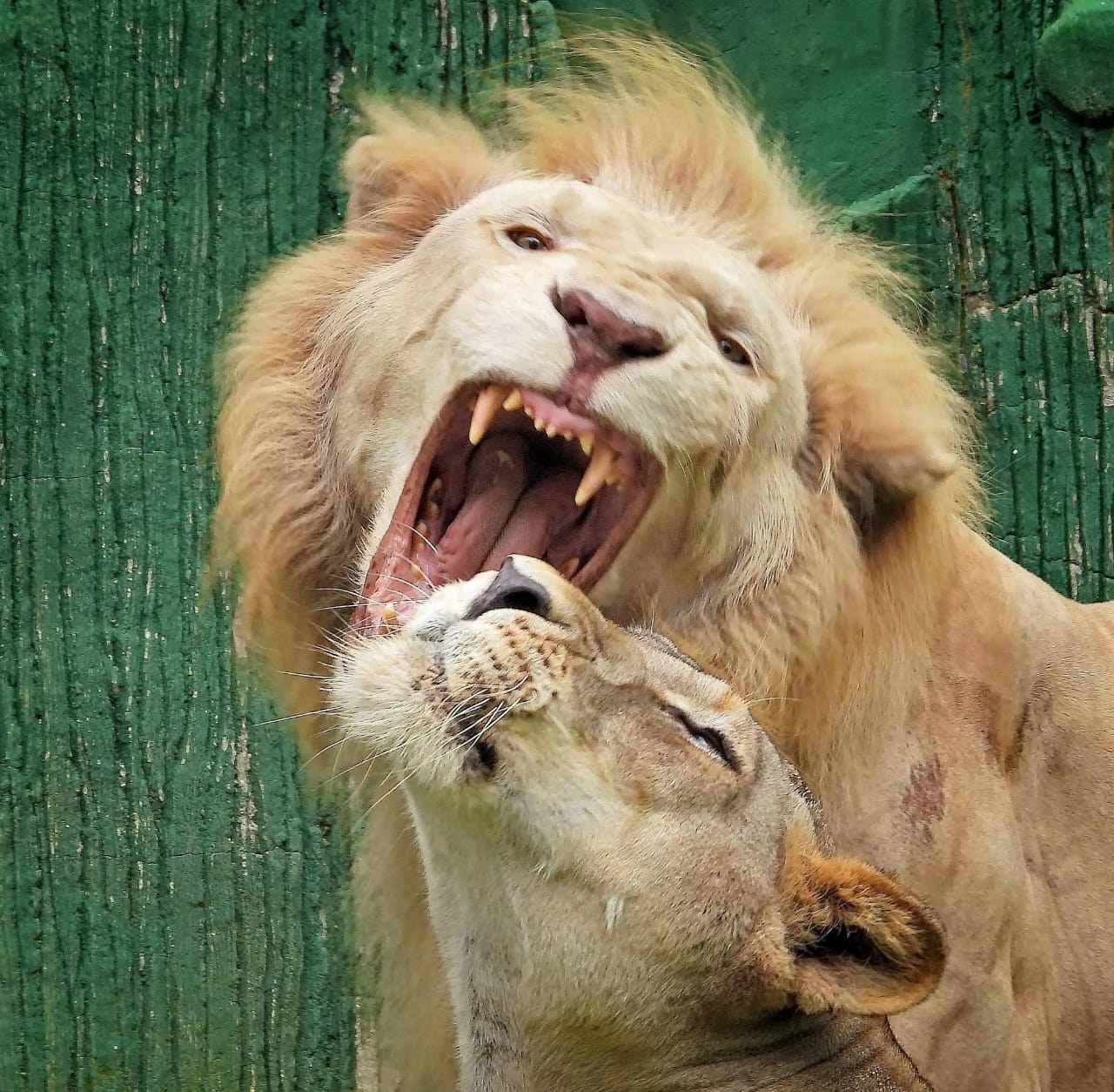 Singa