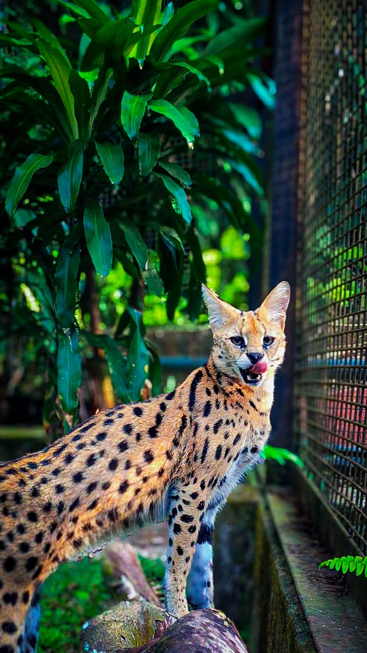 Kucing Serval