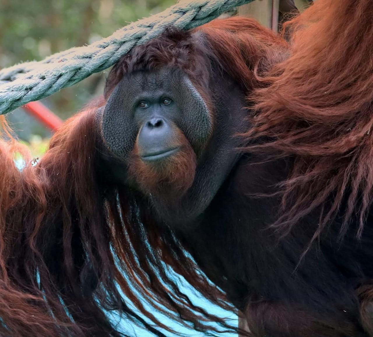 Orang Utan