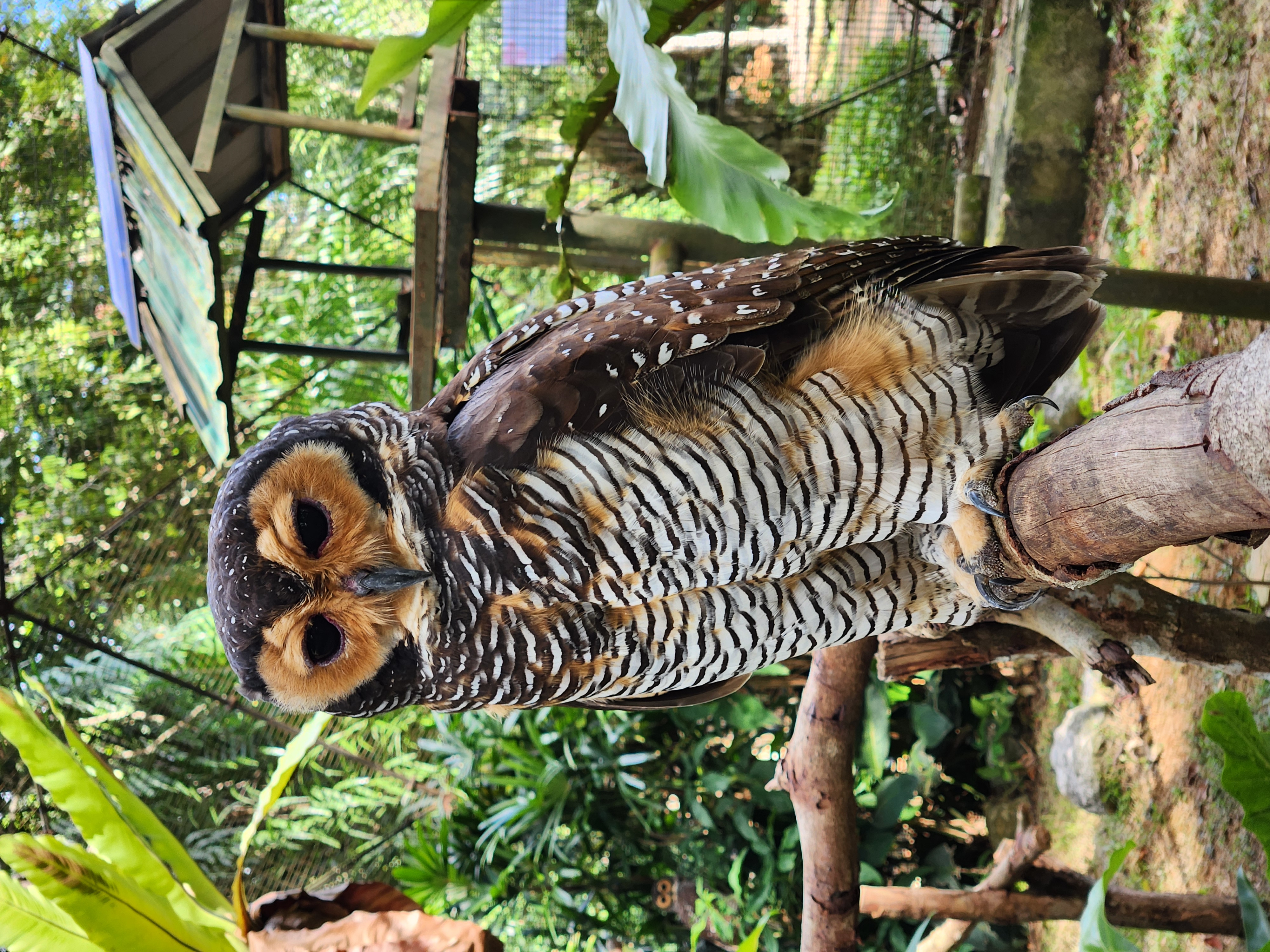 Burung Hantu Carik Kafan