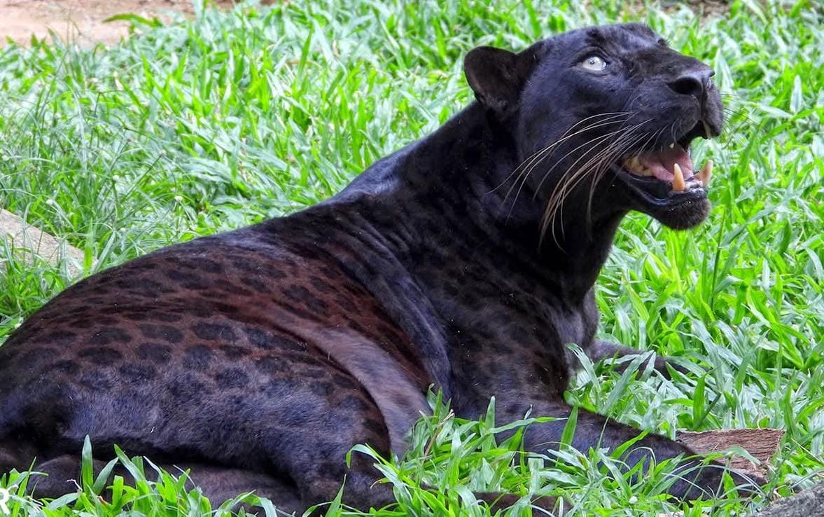 Harimau Kumbang