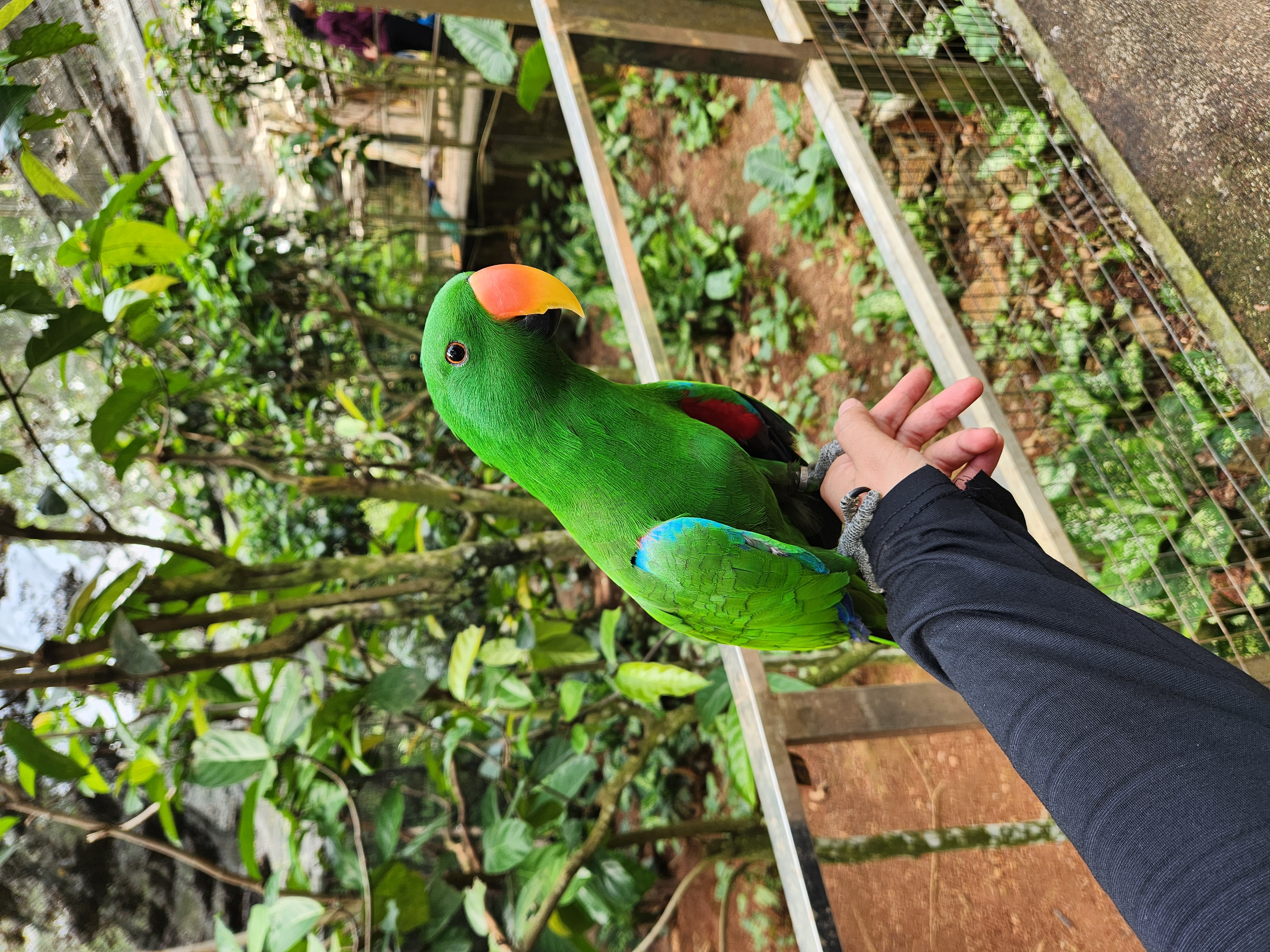 Eclectus Parrot