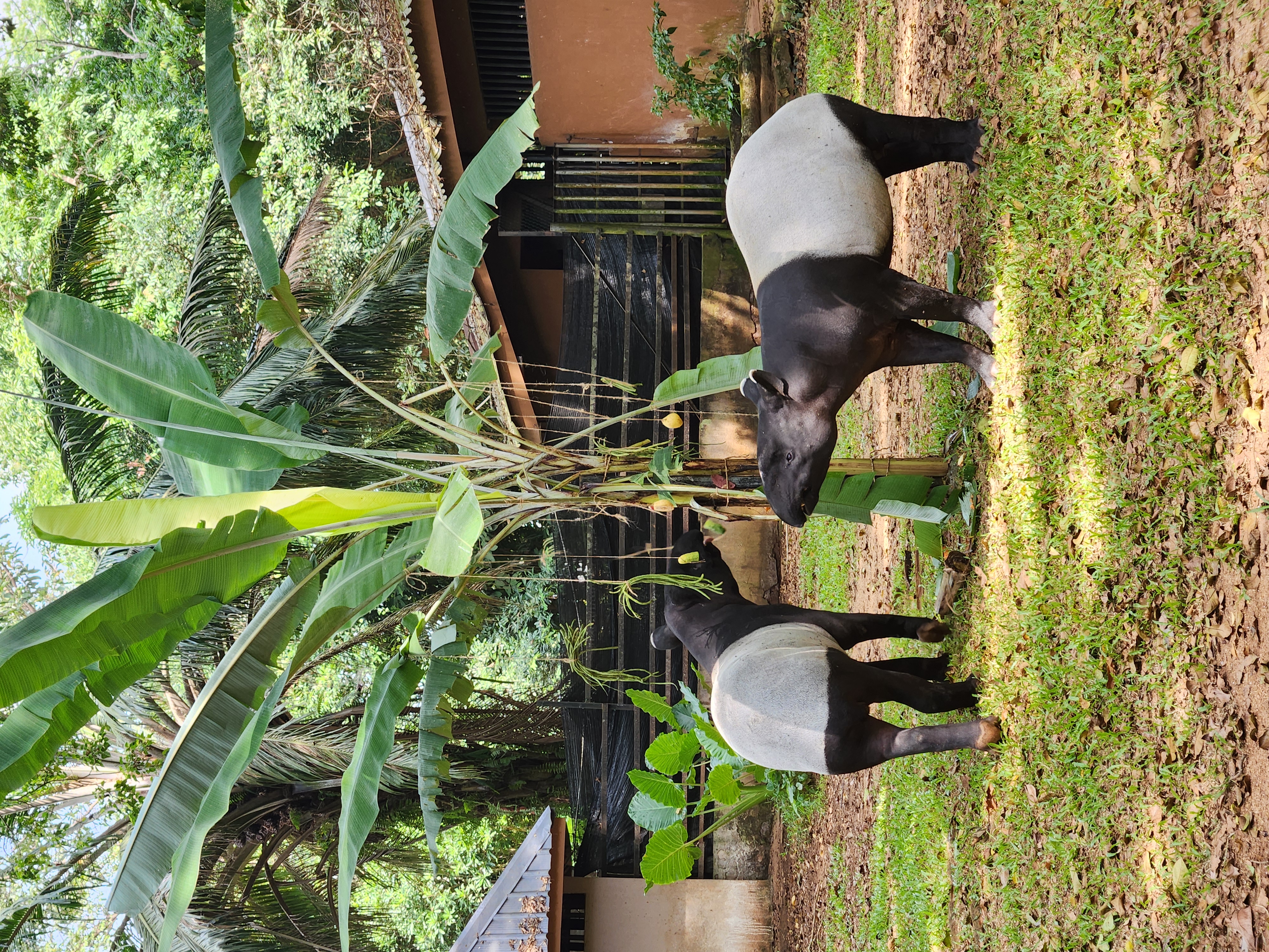 Tapir Malaya