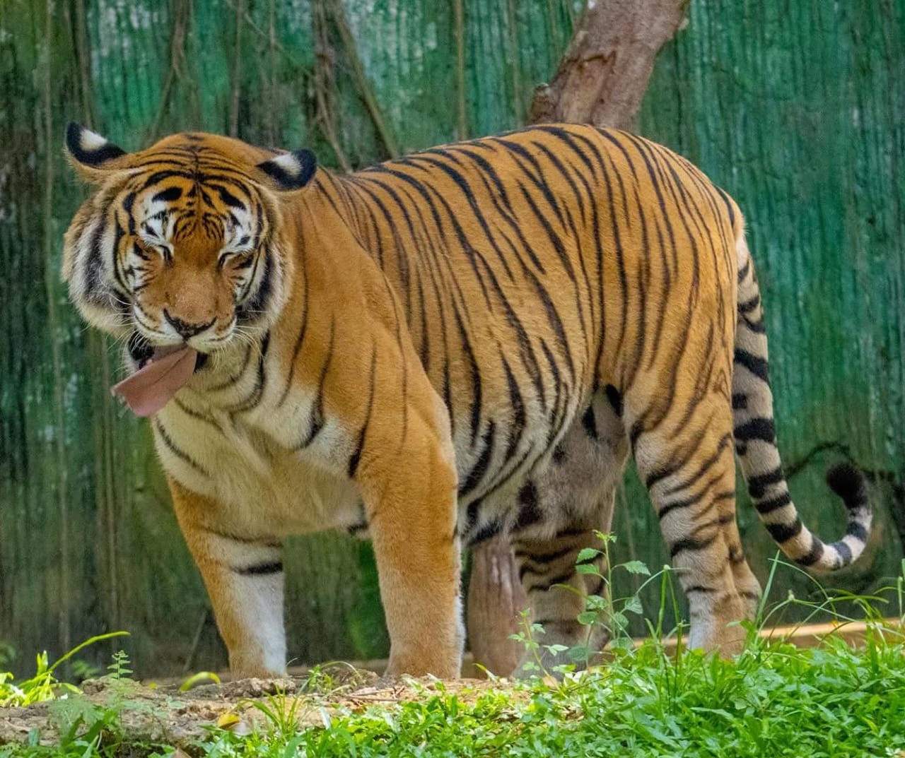 Harimau Malaya