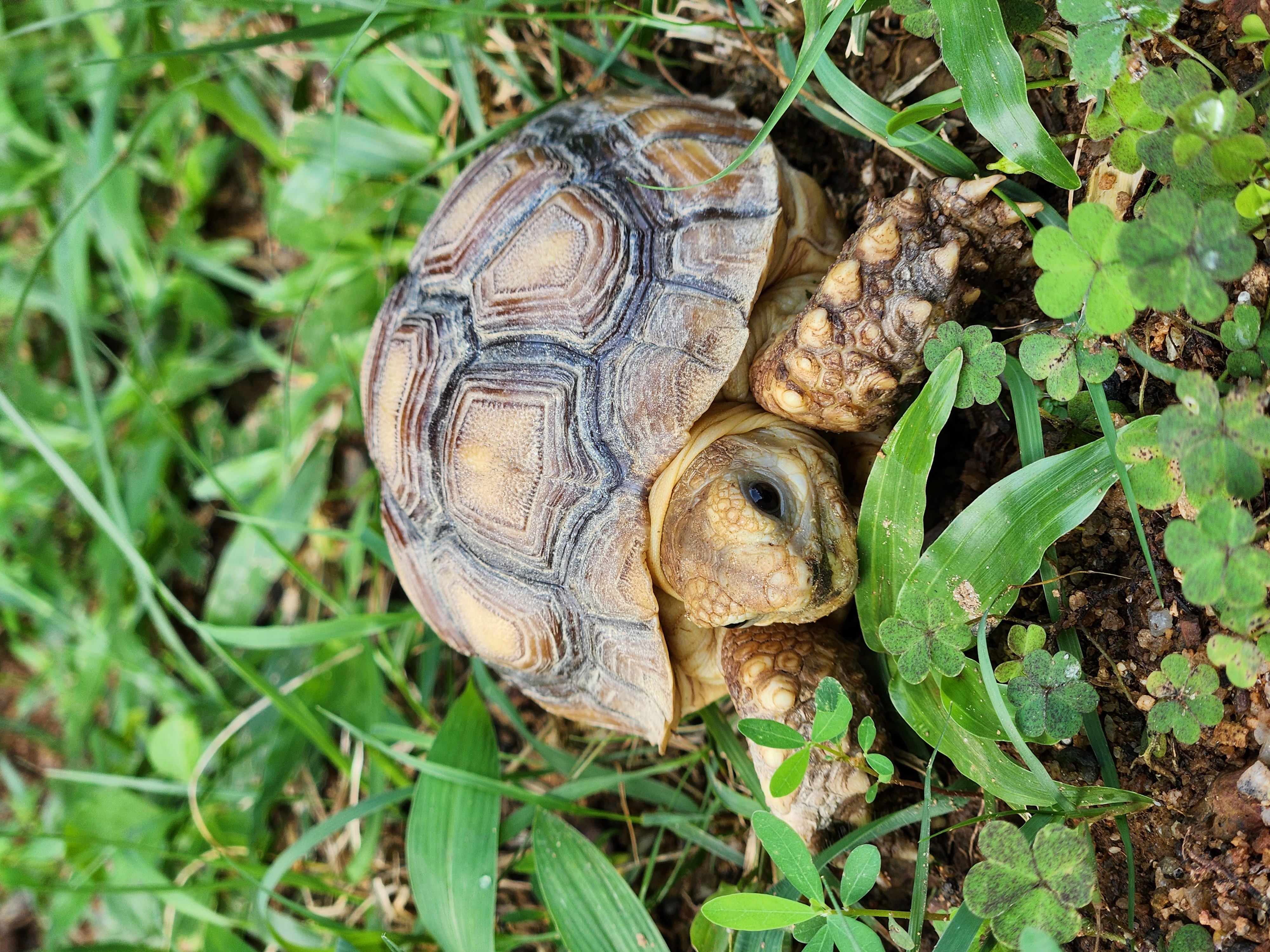Kura-kura sulcata
