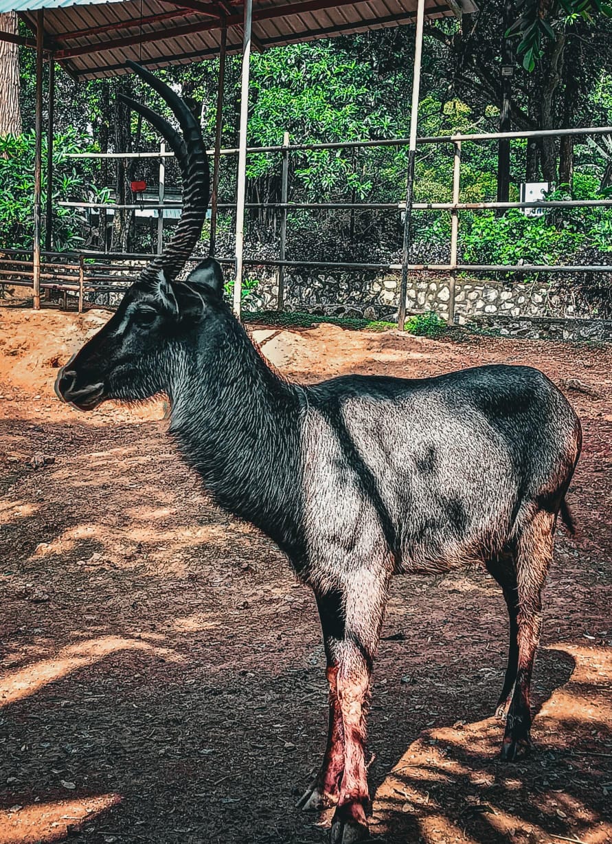 Waterbuck
