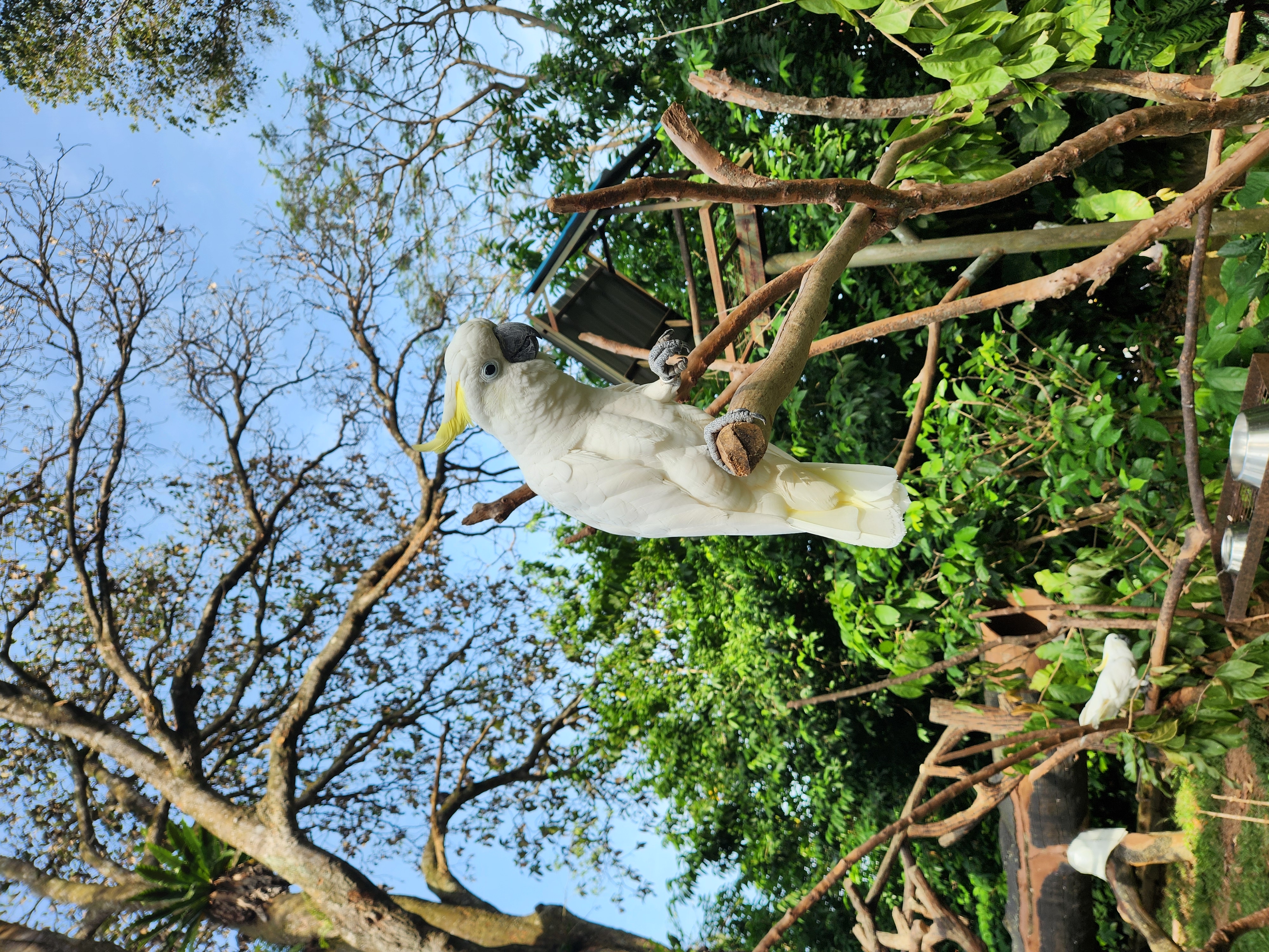 Burung Kakak Tua