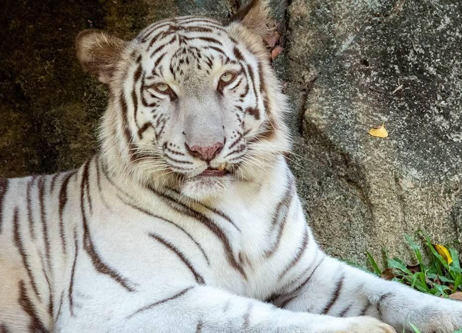 Harimau Bengal Putih