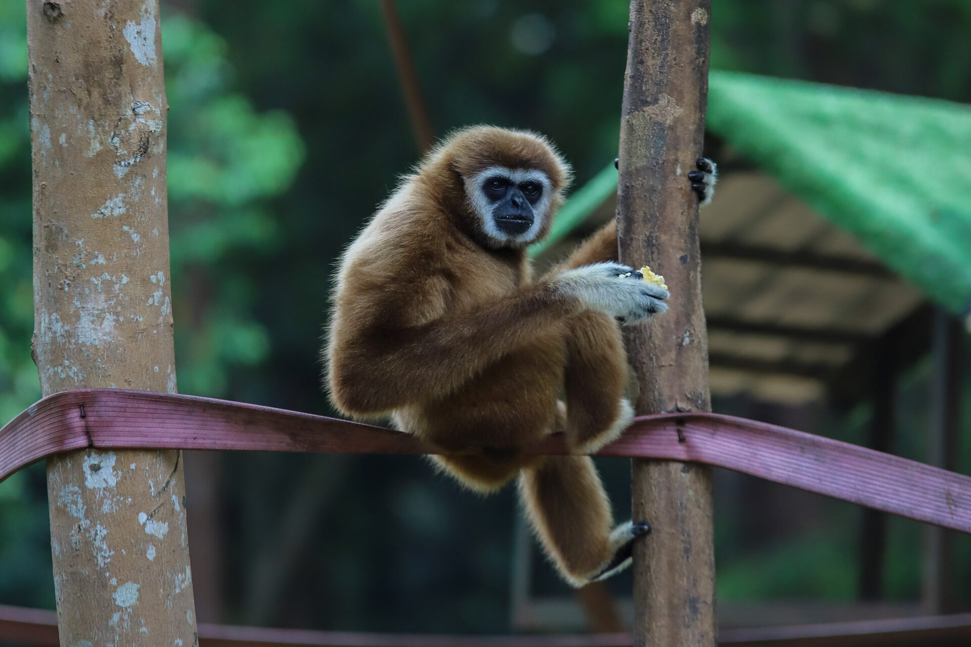 Gibbon