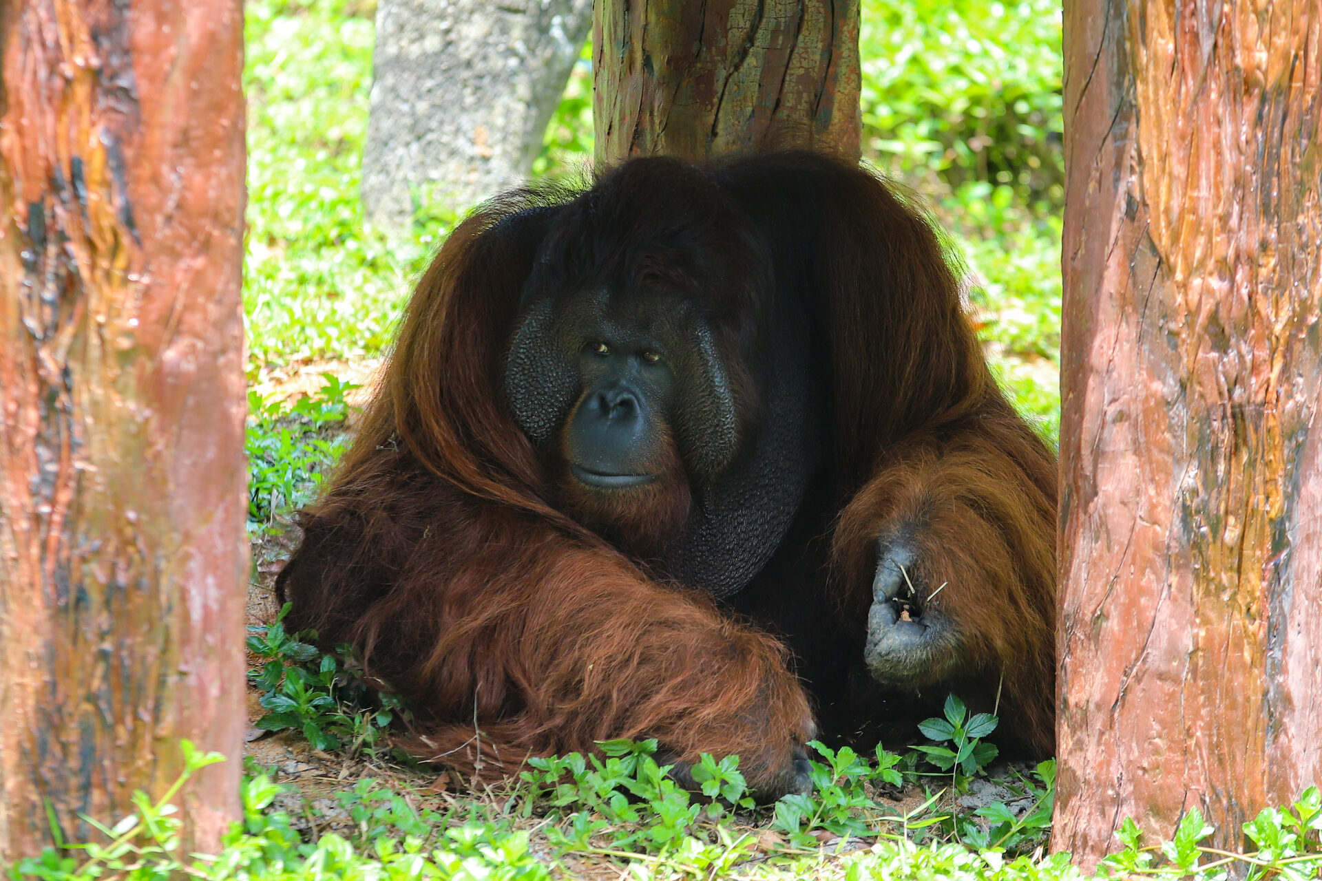 Orangutan