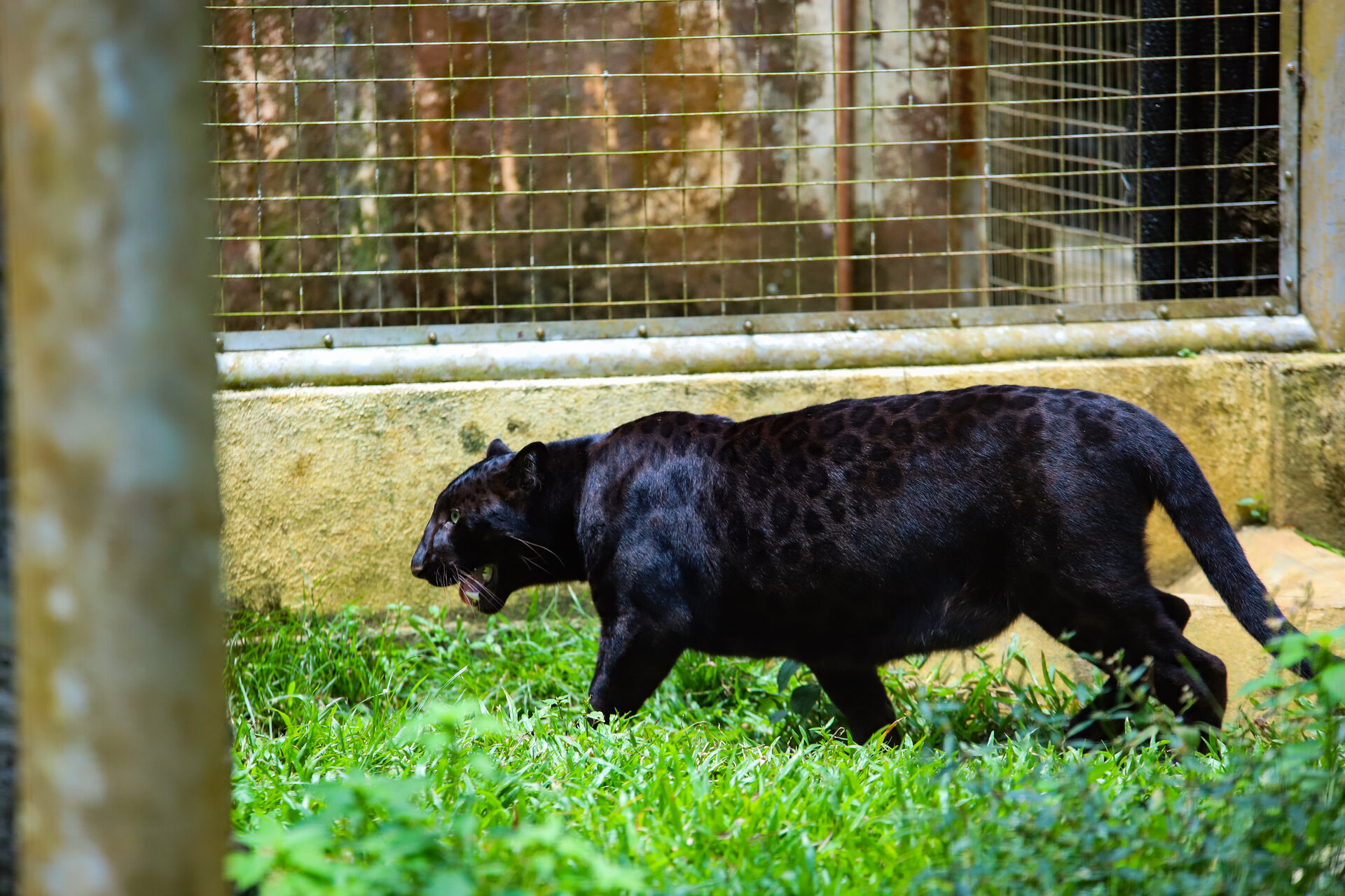Panther