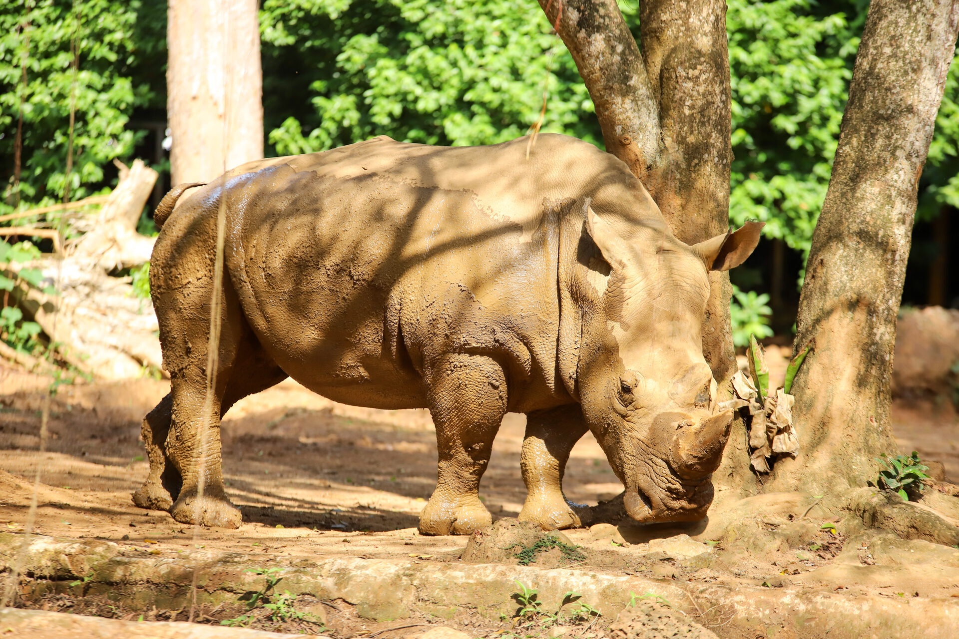 Rhino