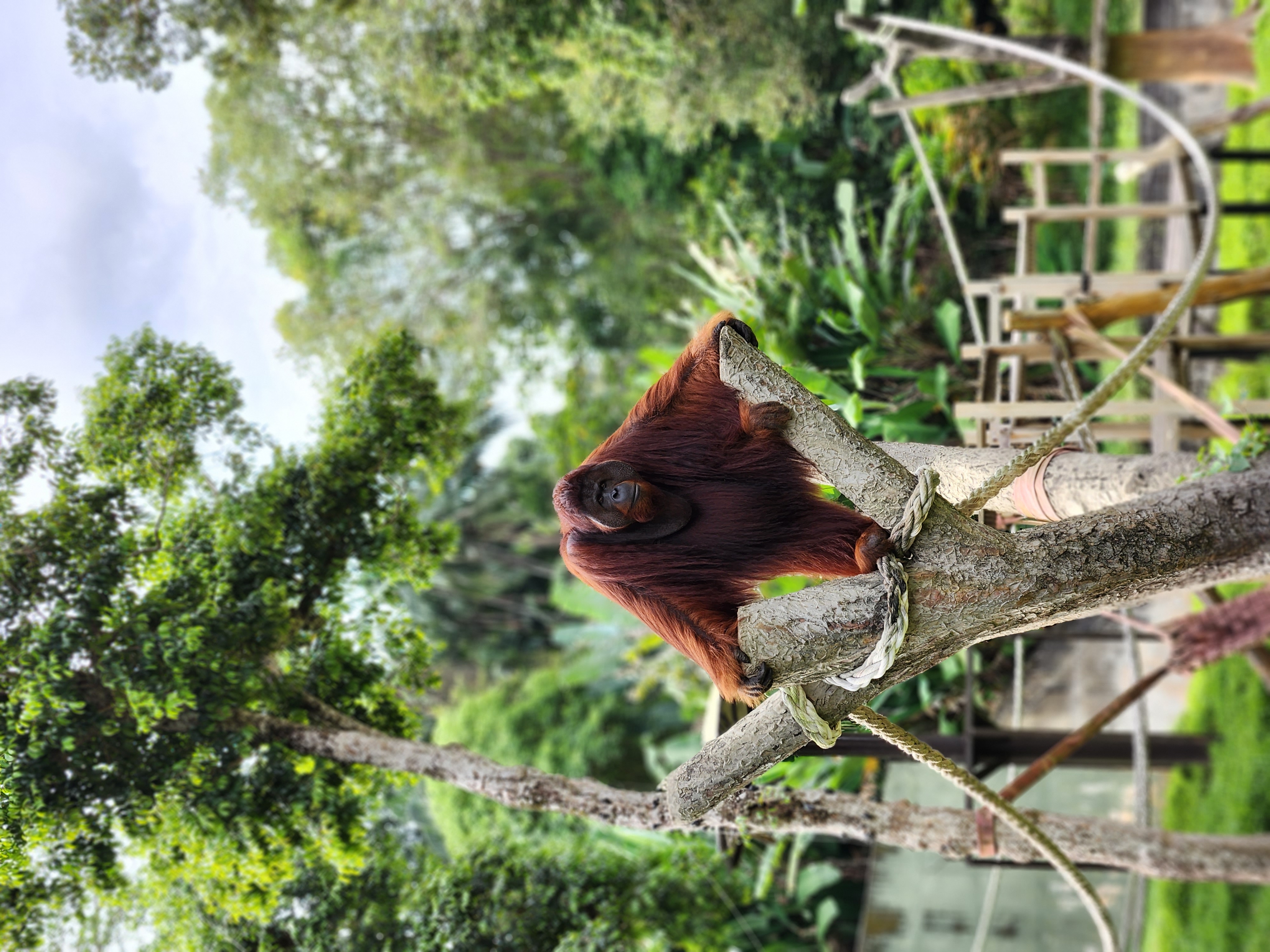 Hutan